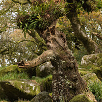 Buy canvas prints of Interesting tree in Wistmanns Wood Dartmoor by Peter Barber