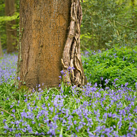 Buy canvas prints of Lone tree in Bluebells by Peter Barber