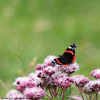 Buy canvas prints of Red Admiral by Peter Barber