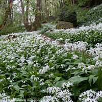 Buy canvas prints of Wild Garlic on the Teesdale Way by Peter Barber