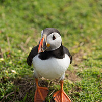 Buy canvas prints of The curious Puffin by Peter Barber