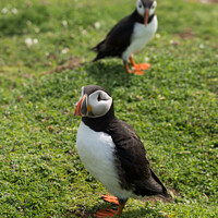 Buy canvas prints of The curious Puffins by Peter Barber