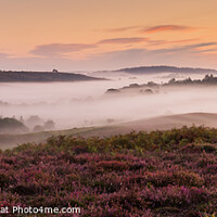 Buy canvas prints of New Forest Summer Sunrise by Peter Barber