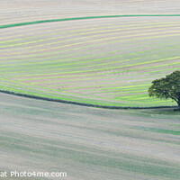 Buy canvas prints of Lone tree on South Downs by Peter Barber