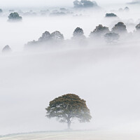 Buy canvas prints of South Downs Mist by Peter Barber