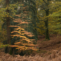 Buy canvas prints of New Forest Sapling by Peter Barber