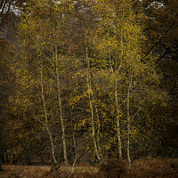 Buy canvas prints of Golden Silver Birch by Peter Barber