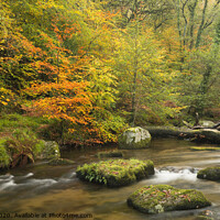 Buy canvas prints of Autumn colours in Dewerstone woods by Peter Barber