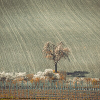Buy canvas prints of Lonely tree between vineyard and the field by Ingo Menhard