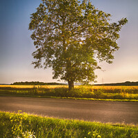 Buy canvas prints of The lonely tree at the street by Ingo Menhard