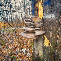 Buy canvas prints of Winter mushrooms by Ingo Menhard