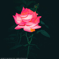Buy canvas prints of Night rose by Ingo Menhard