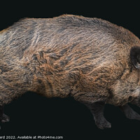 Buy canvas prints of Hubertus the boar by Ingo Menhard