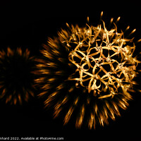 Buy canvas prints of Nature's firework by Ingo Menhard
