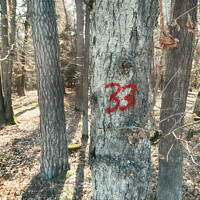 Buy canvas prints of Number 33 painted on a tree by Ingo Menhard