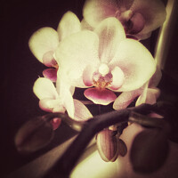 Buy canvas prints of Orchid dreams by Ingo Menhard