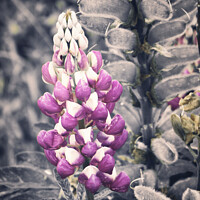 Buy canvas prints of The beauty of lupines  by Ingo Menhard