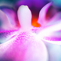 Buy canvas prints of The mouth of an orchid closeup by Ingo Menhard