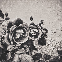 Buy canvas prints of A family of roses by Ingo Menhard