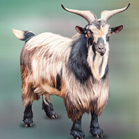 Buy canvas prints of Mister Goat by Ingo Menhard