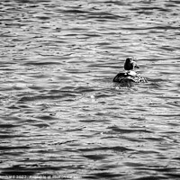 Buy canvas prints of The classic duck swimmer by Ingo Menhard