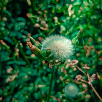 Buy canvas prints of Beautiful blowball flower in summer  by Ingo Menhard
