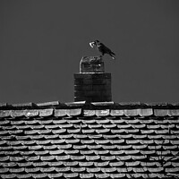 Buy canvas prints of The hungry crow by Ingo Menhard
