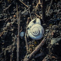 Buy canvas prints of Snail shell lying on the ground by Ingo Menhard