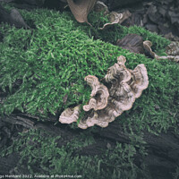 Buy canvas prints of Wild fungus on a mossy tree trunk with autumn leaves in the background by Ingo Menhard