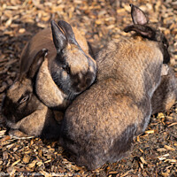 Buy canvas prints of Selective focus shot of adorable brown rabbits cuddling together by Ingo Menhard