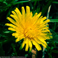 Buy canvas prints of Selective focus shot of yellow dandelion in a garden by Ingo Menhard