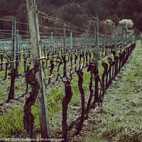 Buy canvas prints of Beautiful shot of the vineyard by Ingo Menhard
