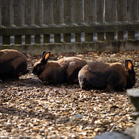 Buy canvas prints of Group of brown rabbits behind a fence by Ingo Menhard