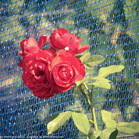Buy canvas prints of A close-up shot of a blue fence overgrown with beautiful red roses under the sunlight in the garden by Ingo Menhard