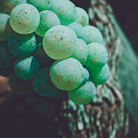 Buy canvas prints of A closeup of green juicy grape berries with the blurred background by Ingo Menhard