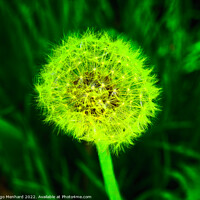Buy canvas prints of Selective focus shot of white dandelion under green light by Ingo Menhard