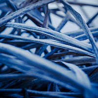 Buy canvas prints of Frozen blue plants in winter by Ingo Menhard