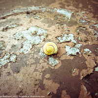 Buy canvas prints of A snail on the ground by Ingo Menhard
