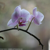 Buy canvas prints of Shallow focus of delicate orchid flowers - perfect for wallpapers by Ingo Menhard
