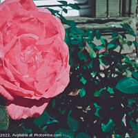 Buy canvas prints of Beautiful shot of pink rose in the garden by Ingo Menhard