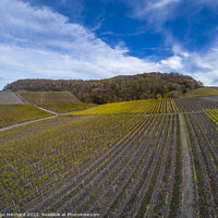 Buy canvas prints of A beautiful view of the rows of vineyards under dramatic sky by Ingo Menhard