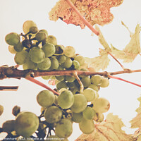 Buy canvas prints of A low angle shot of a grape tree leaves and grapes on a sunny day by Ingo Menhard