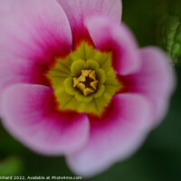 Buy canvas prints of Closeup shot of a pink Primula vulgaris by Ingo Menhard