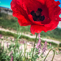 Buy canvas prints of Closeup of a red poppy by Ingo Menhard