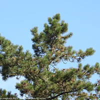 Buy canvas prints of Pine tree on blue sky background by Ingo Menhard