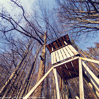 Buy canvas prints of Low angle shot of a wooden treehouse with bare trees against the blue sky by Ingo Menhard