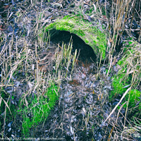 Buy canvas prints of Partially clogged old concrete drain pipe surrounded by grass and moss by Ingo Menhard