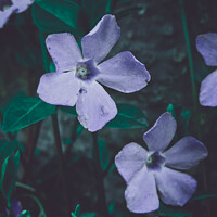 Buy canvas prints of Selective focus shot of beautiful periwinkle flowers in a garden by Ingo Menhard