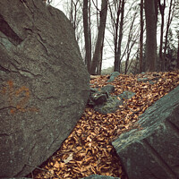 Buy canvas prints of Vertical shot of big rocks and brown fallen leaves on the ground with bare trees in the background by Ingo Menhard