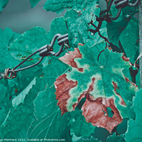 Buy canvas prints of A close up of green grape leaves in the vineyard by Ingo Menhard